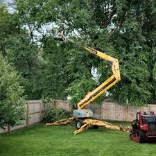 Professional Tree Care in Calverton, MD