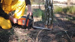 Best Tree Removal  in Calverton, MD