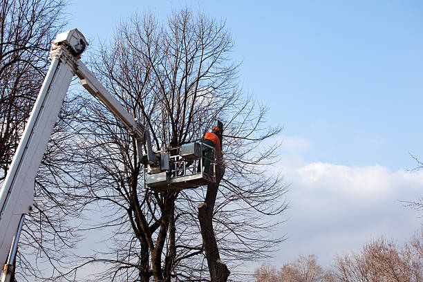 How Our Tree Care Process Works  in  Calverton, MD