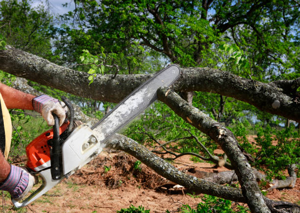 Best Seasonal Cleanup (Spring/Fall)  in Calverton, MD